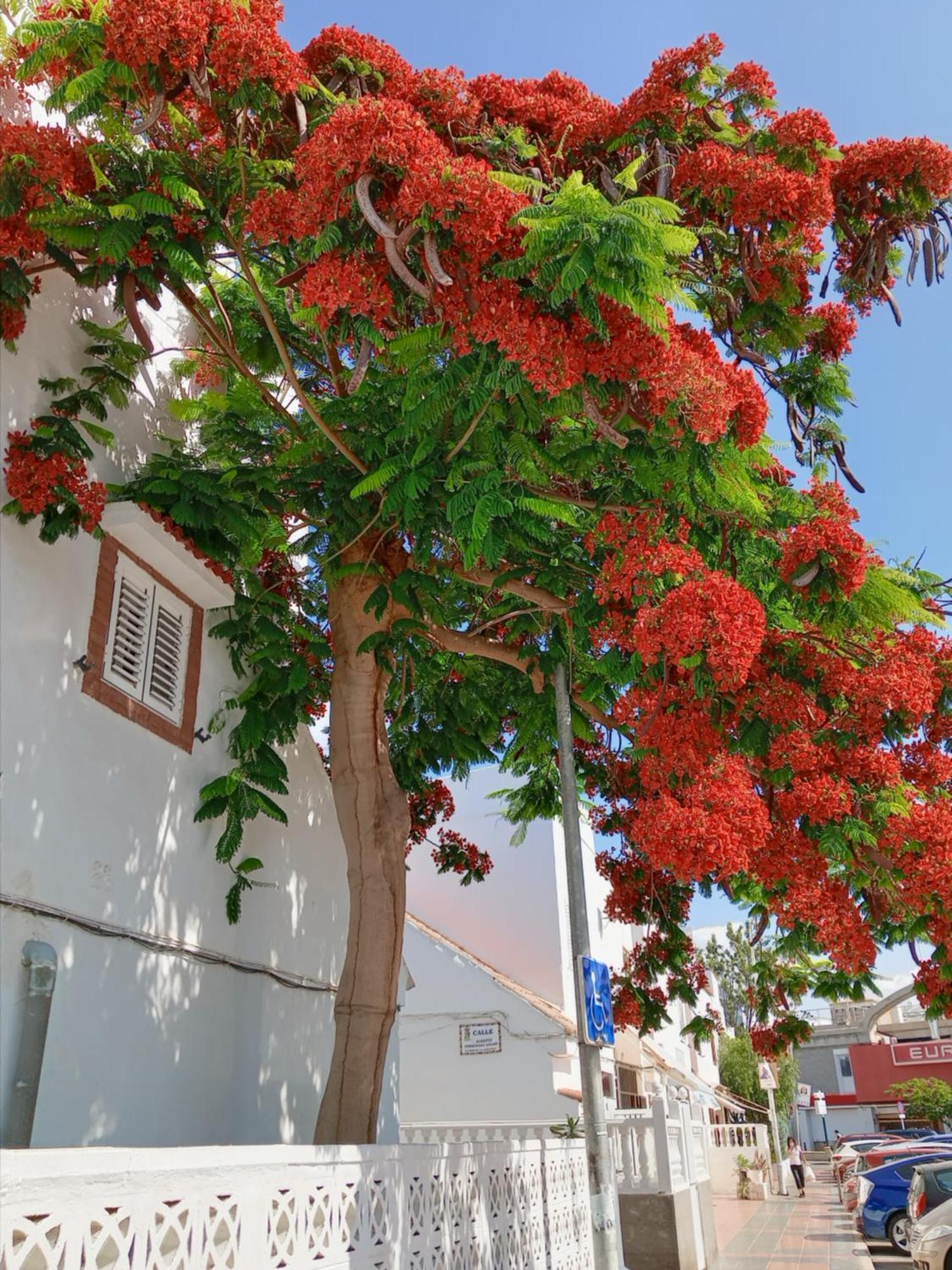 La Girafe De Dunas Solymar Apartment San Bartolome de Tirajana (Gran Canaria)