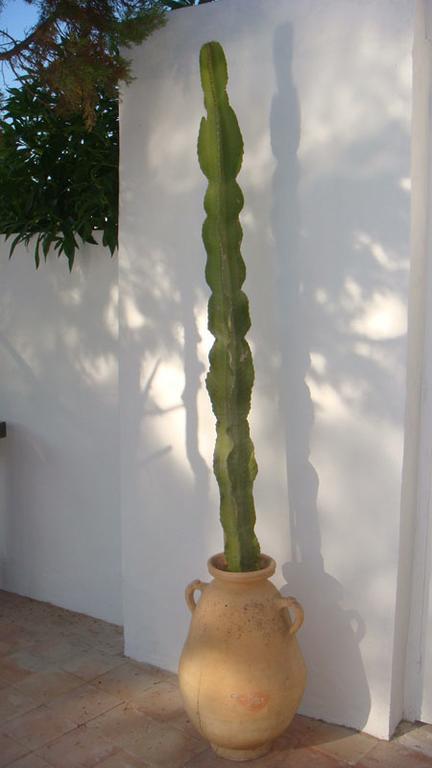 Can Villiza * Cala Vadella (Ibiza)
