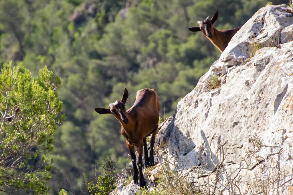 Petit Hostatgeria Sant Salvador 3* Fenalitx (Fenalich)