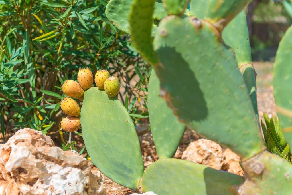 Pina - Adults Only (eco Cascada) Villa Costitx (Mallorca)