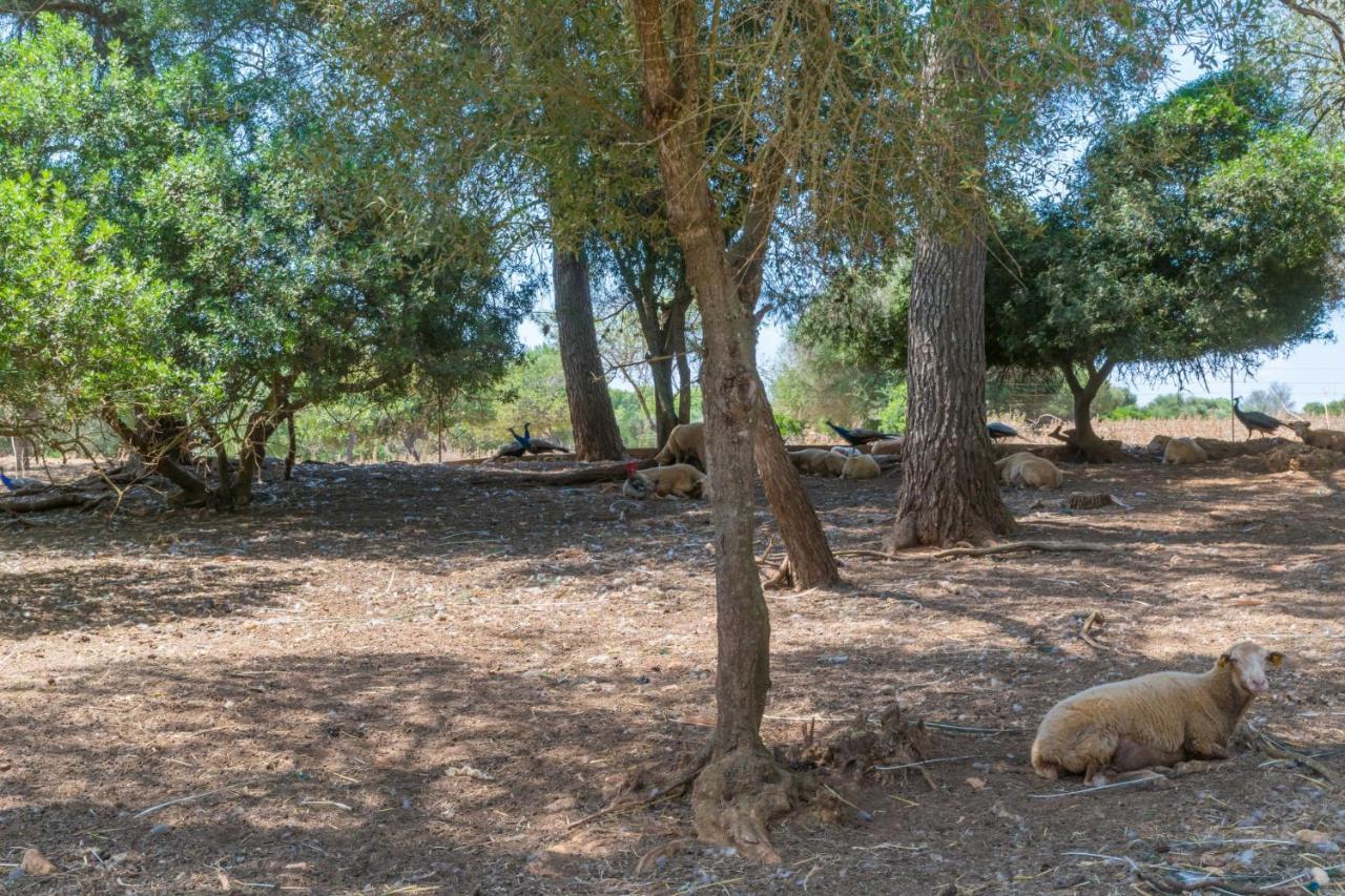 Finca Son Baulo
