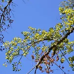 Nature Space Jabugo