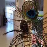 Ca L\'Esmolet