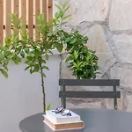 Adaka