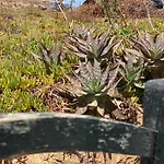 Caracola By Som Menorca