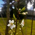 Lekuona