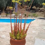 La Pluma