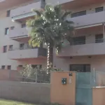 rosa sensat