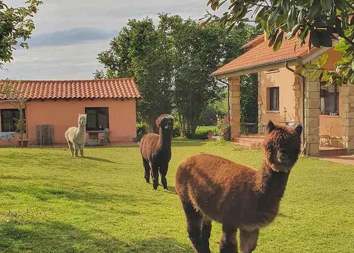 Hotel 3 Alpacas