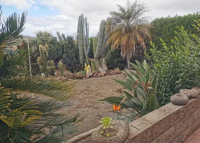 Los Cactus