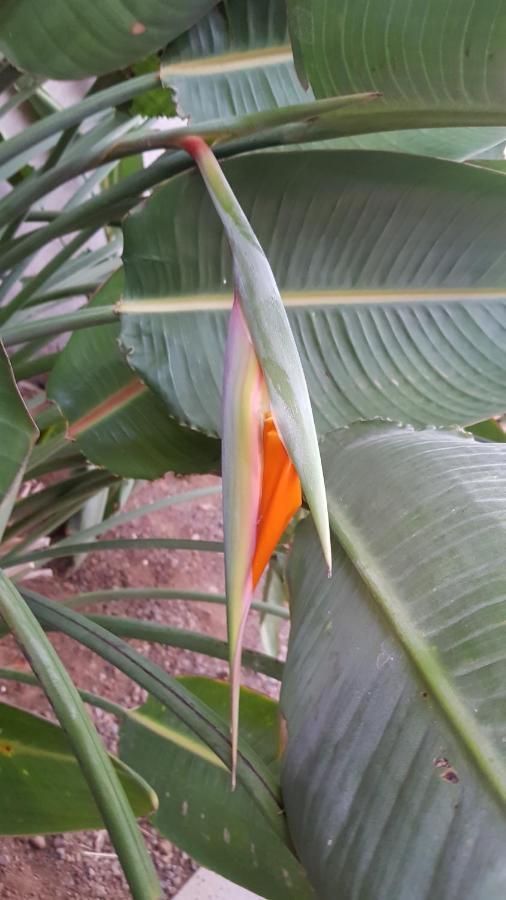 Strelitzia Park San Miguel de Abona