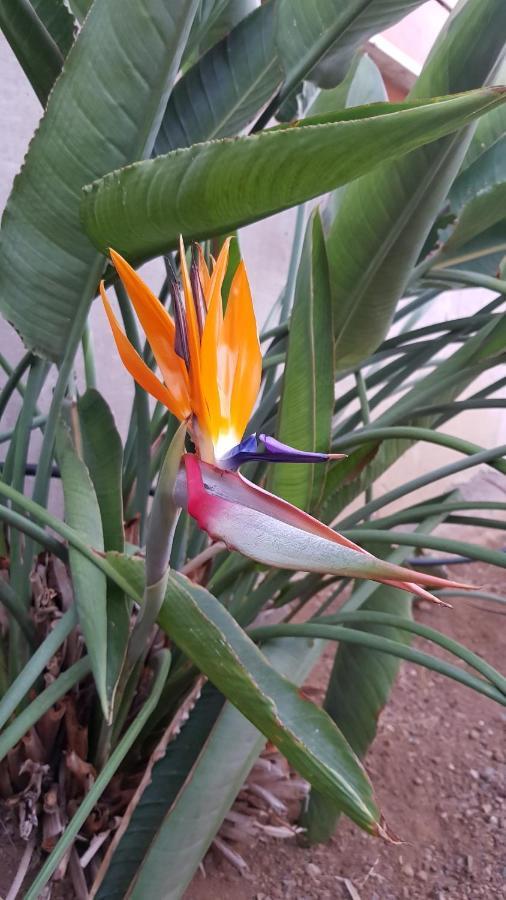Apartahotel Strelitzia Park