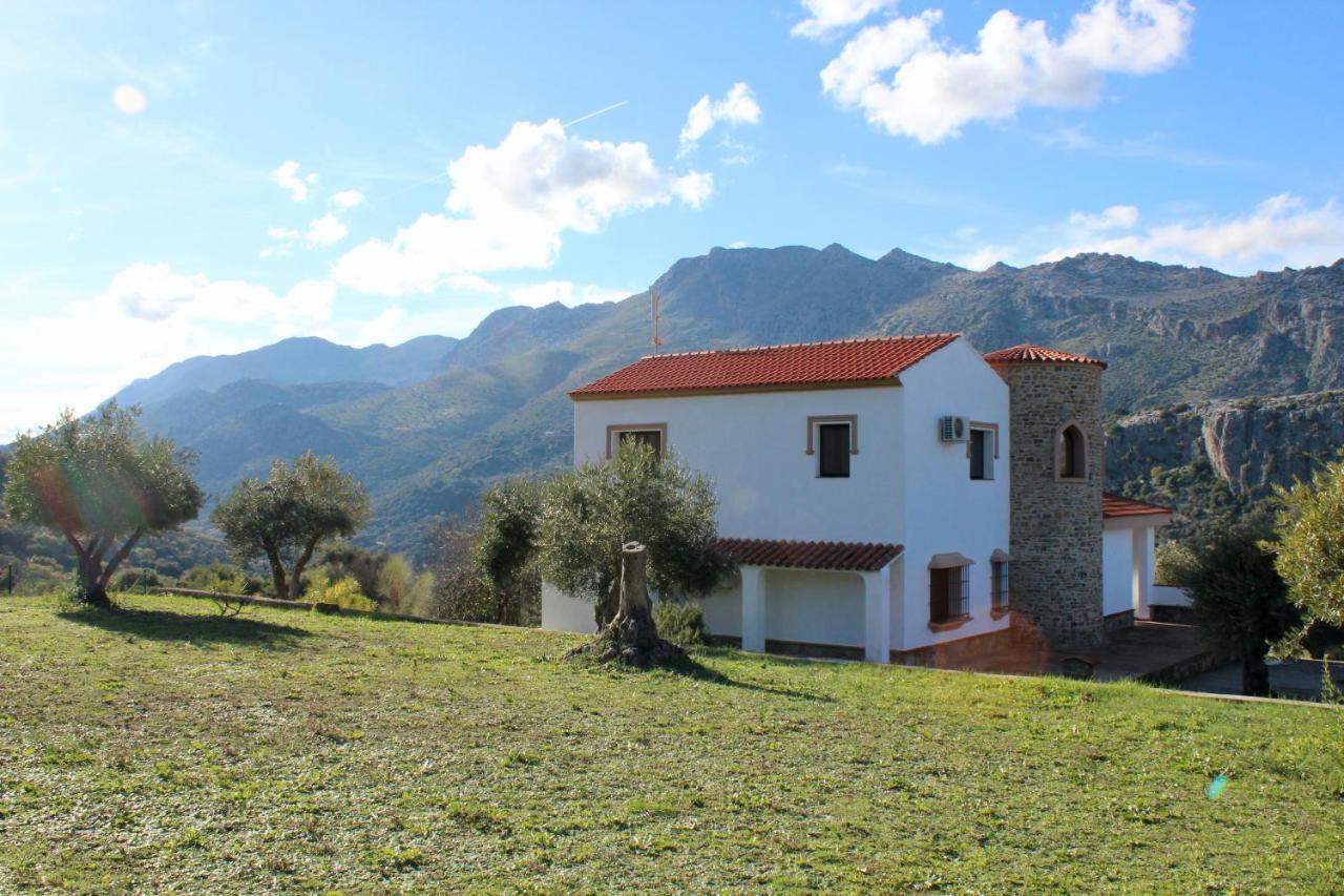 Cedro Alto Benaoján