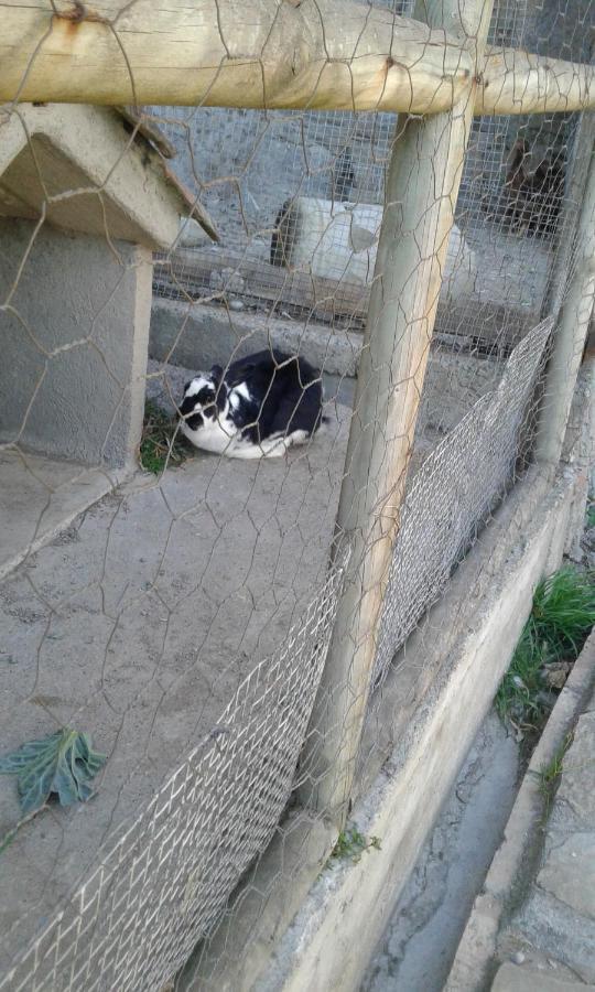 Mas Pujol