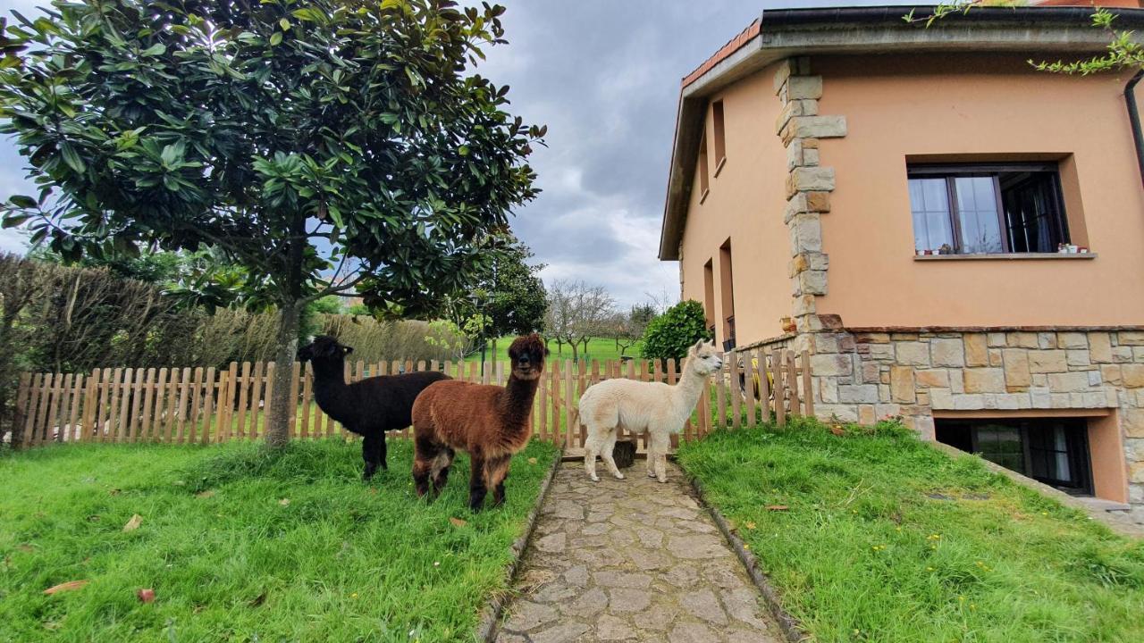 3 Alpacas