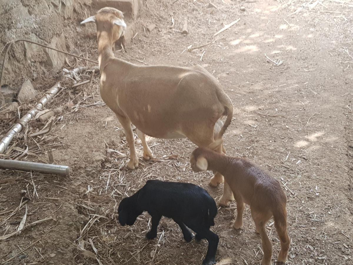 Finca Rural Torres Casas 1 Y 4 *