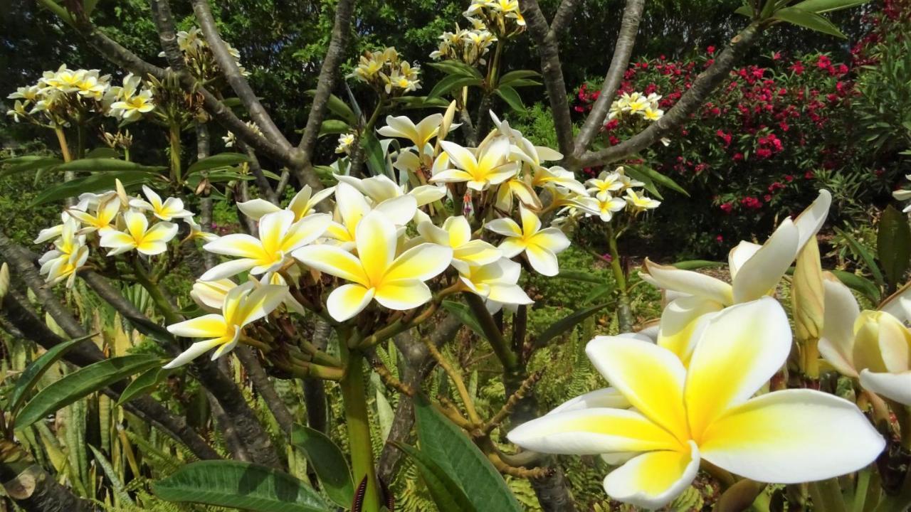Finca Sueño La Palma Tazacorte