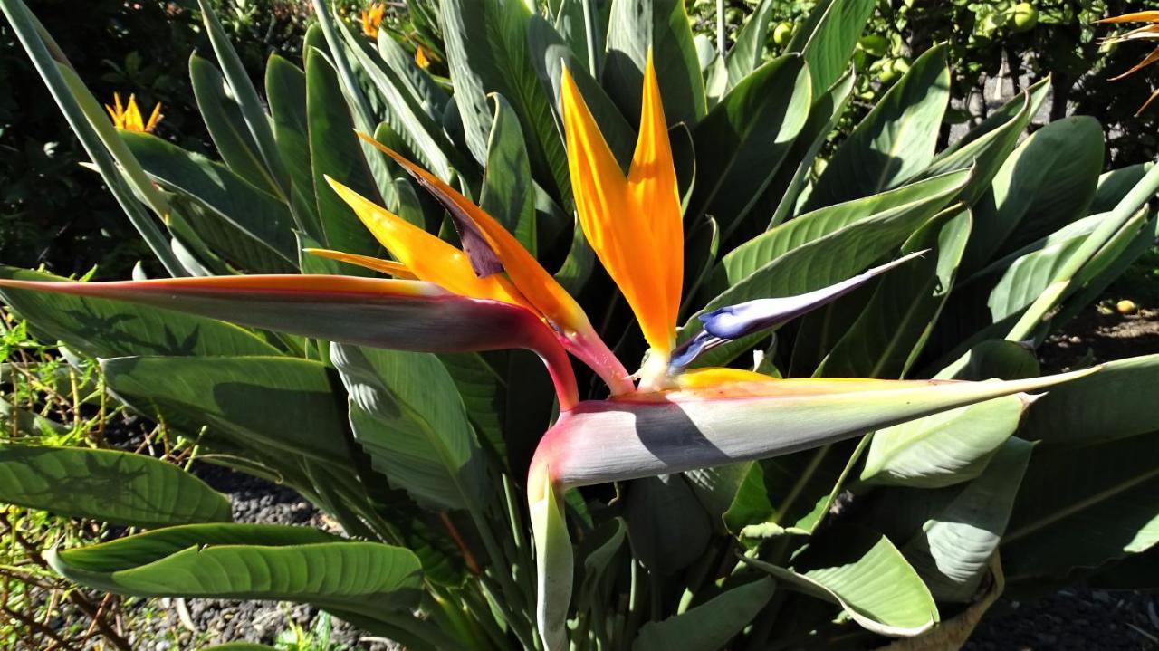 Finca Sueño La Palma *