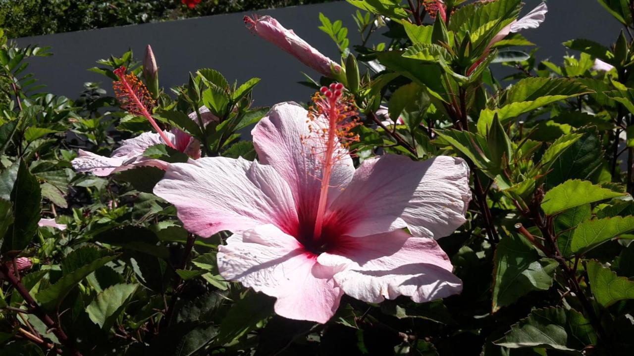 Finca Sueño La Palma *