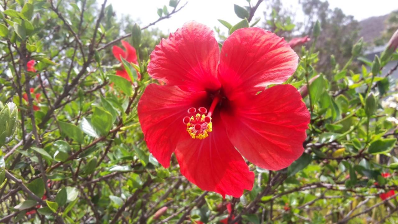 Finca Sueño La Palma Сasa de vacaciones
