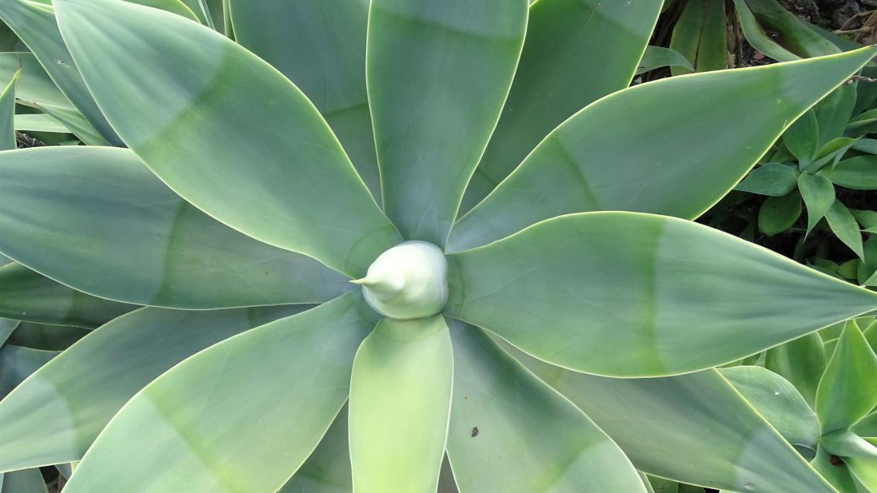 Finca Sueño La Palma *