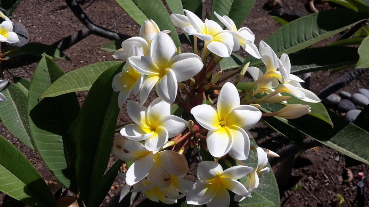 Finca Sueño La Palma