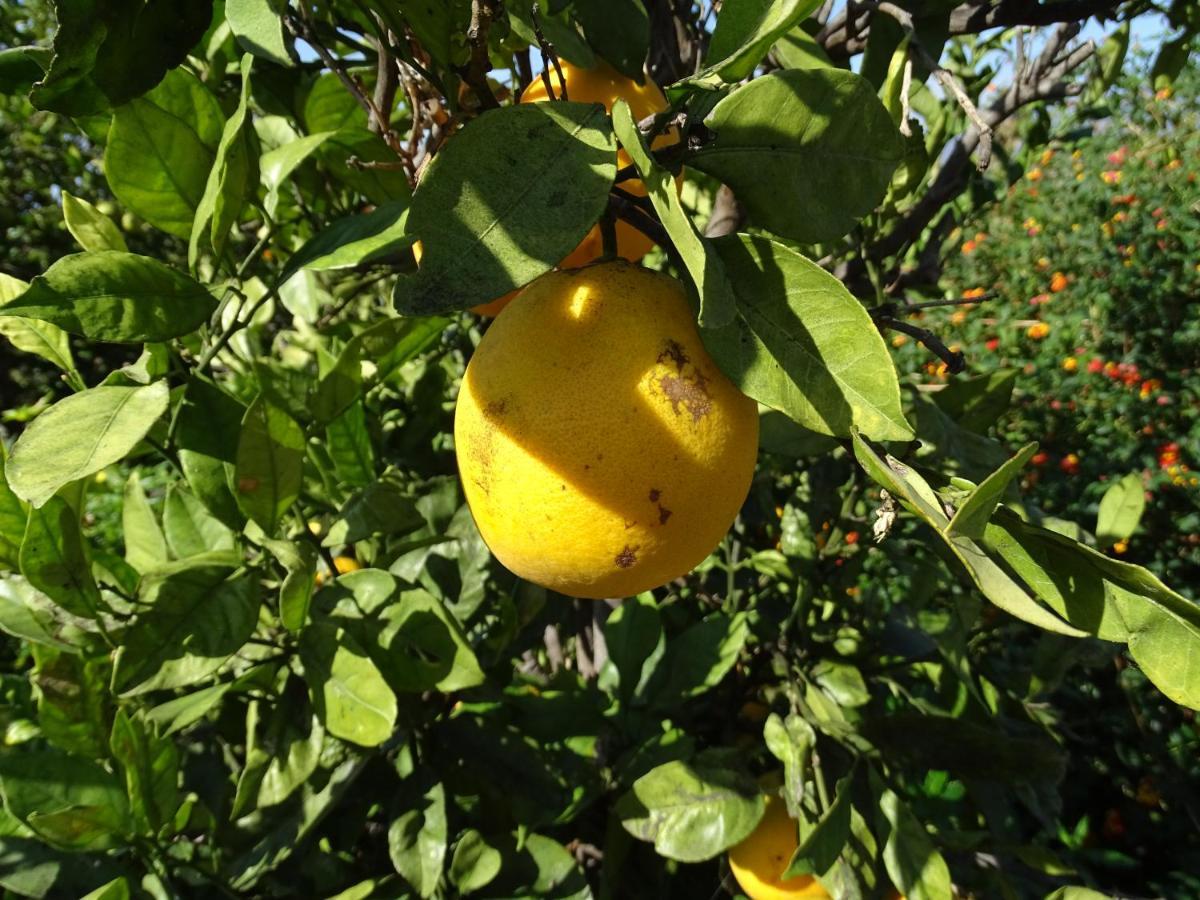 Сasa de vacaciones Finca Sueño La Palma