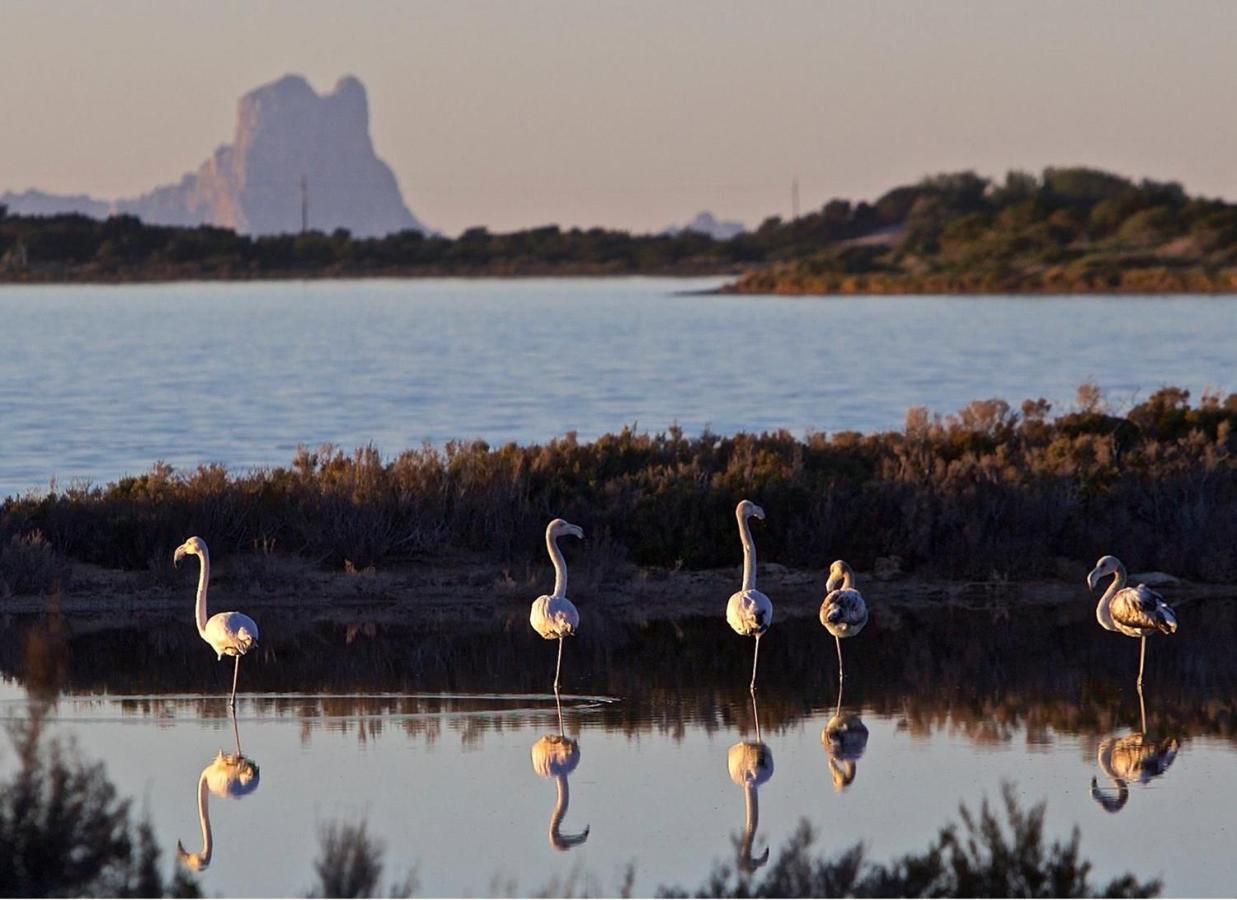 Dorado - Formentera Break