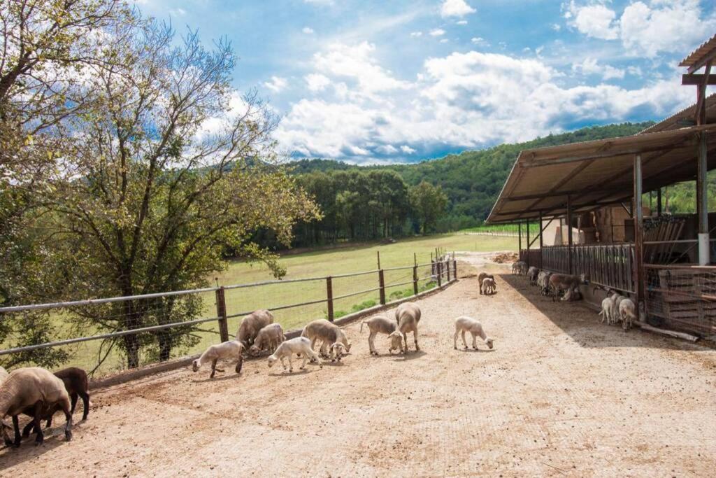 La Cabanya Planella Holiday home La Vall de Bianya