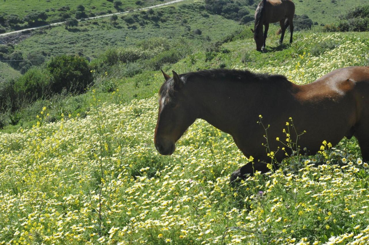 La Cantarera Tarifa