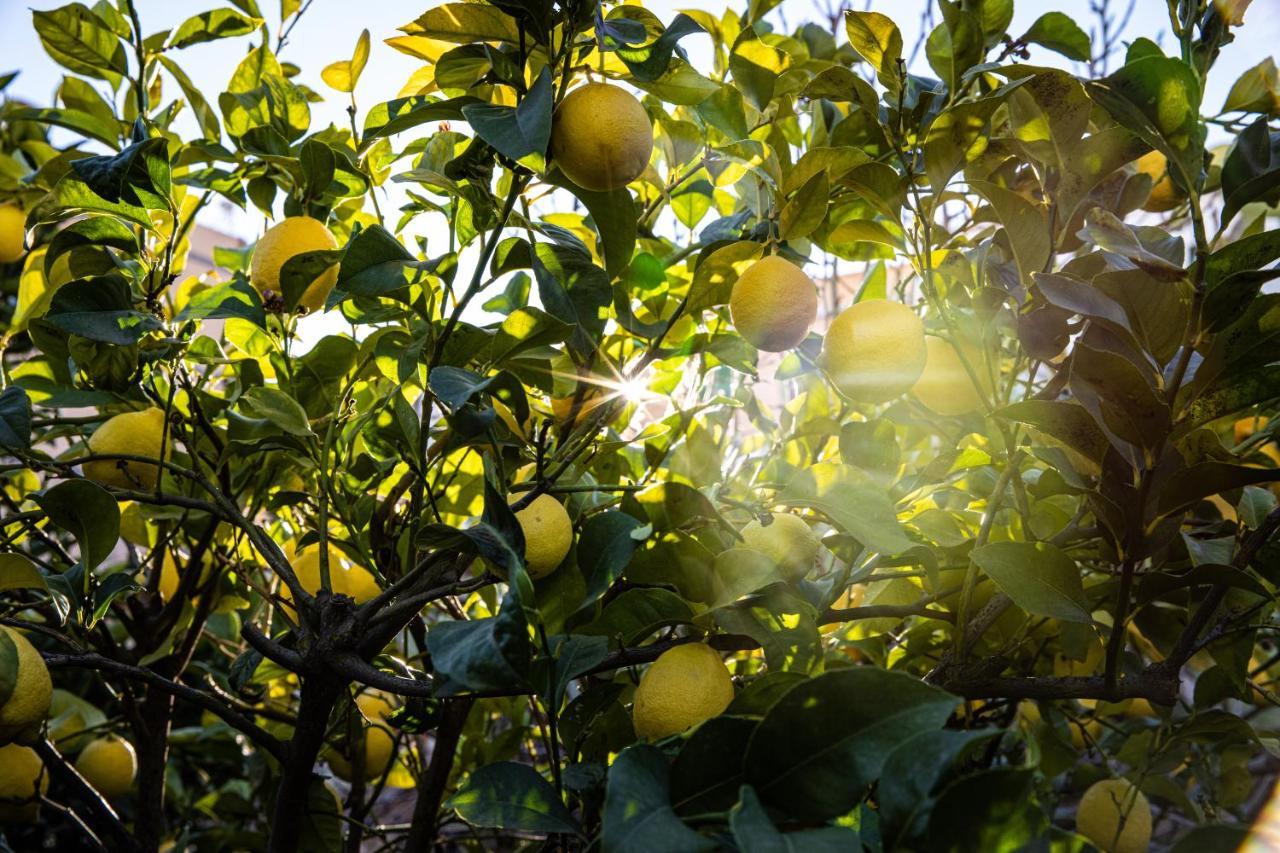 The Lemon Tree Vilaflor
