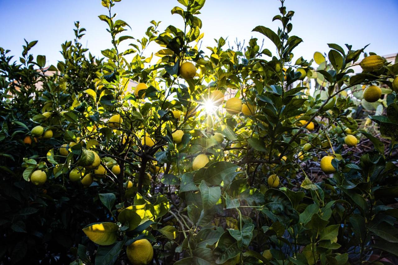 The Lemon Tree Apartment