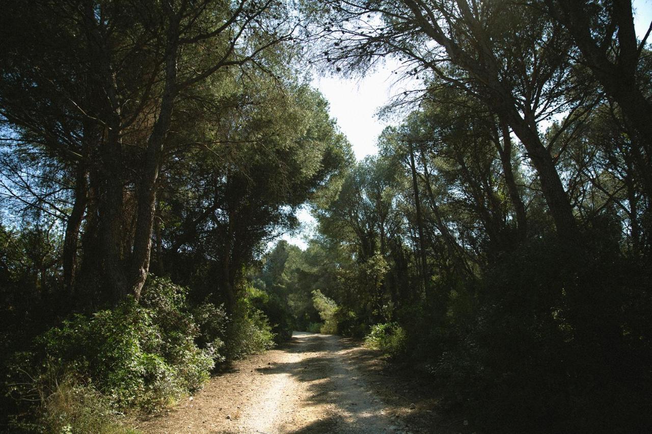Masia Bartomeu Rural House Between Vineyards 2km From The *