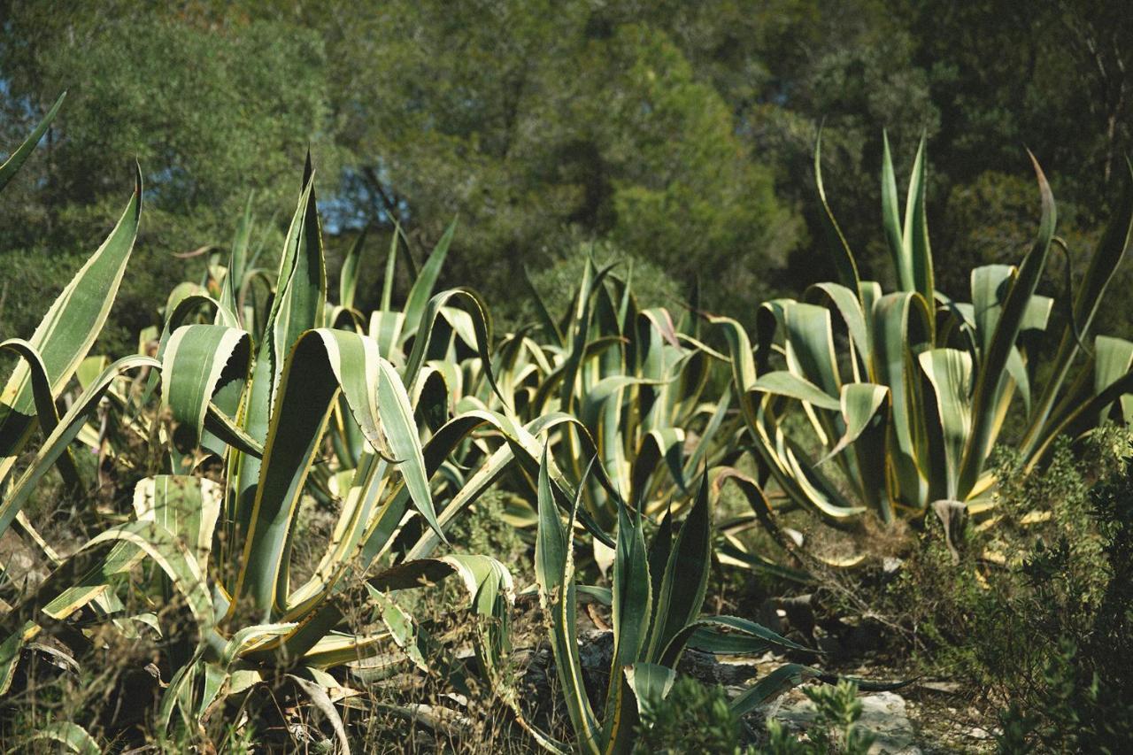 Masia Bartomeu Rural House Between Vineyards 2km From The * El Vendrell