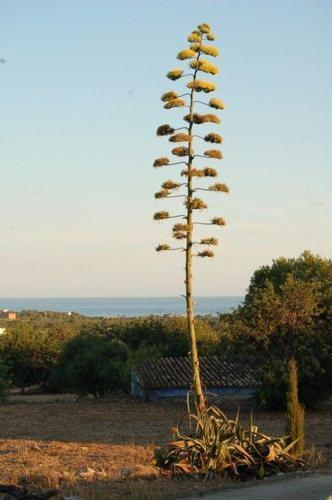 Masia Bartomeu Rural House Between Vineyards 2km From The El Vendrell