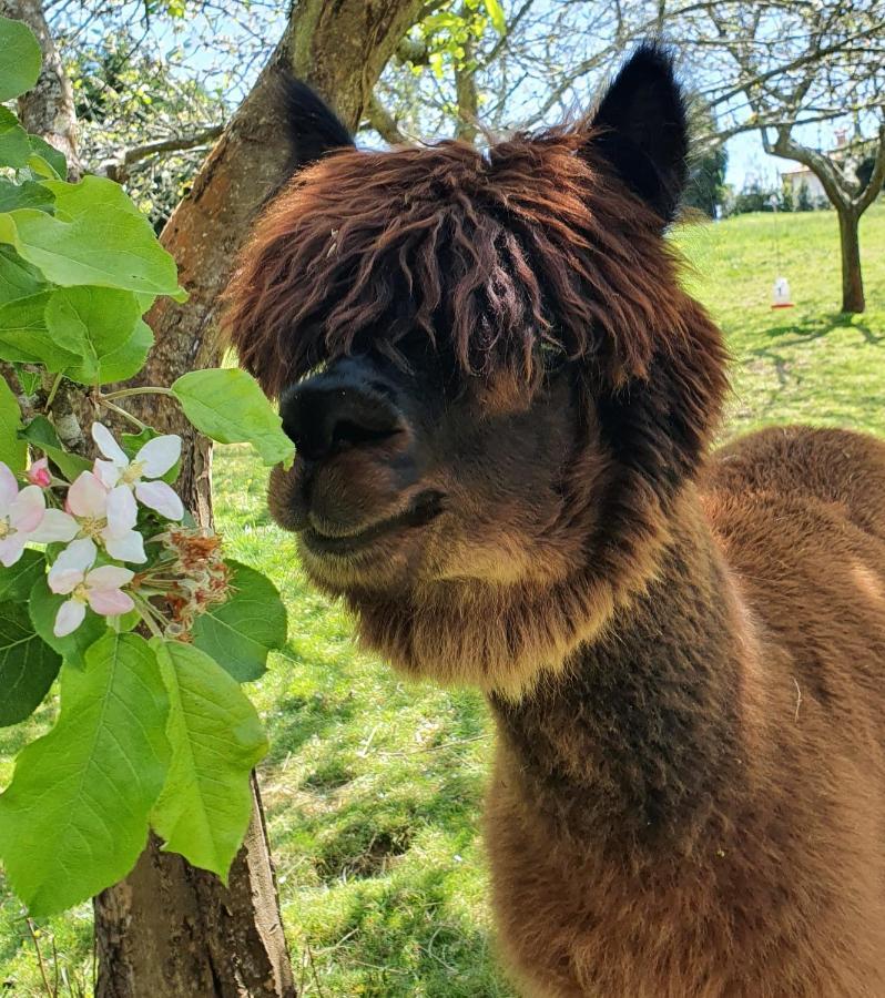 3 Alpacas Hotel La Campa