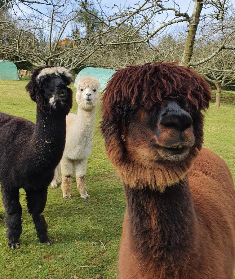 Hotel 3 Alpacas 2*