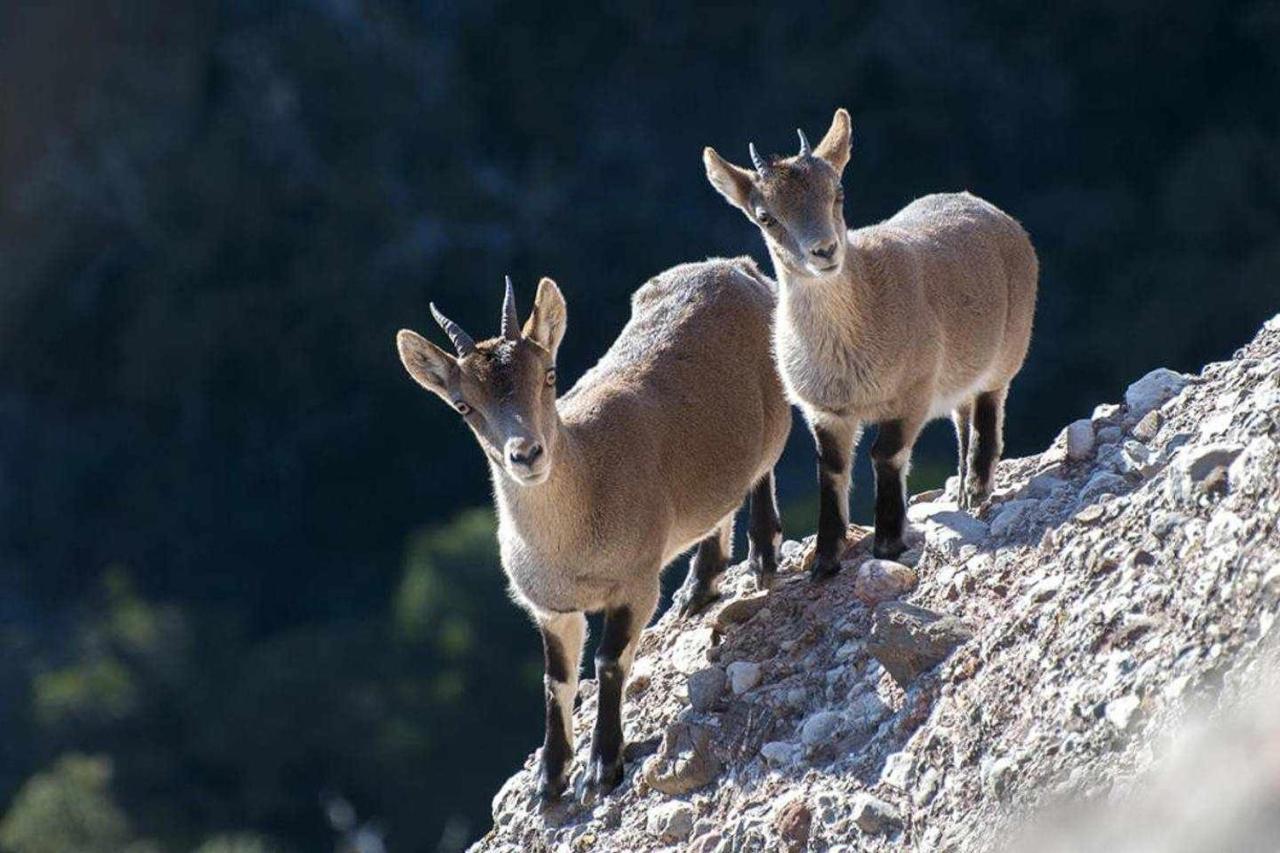 Xalet De La Muntanya El Brucmontserrat Сasa de vacaciones *