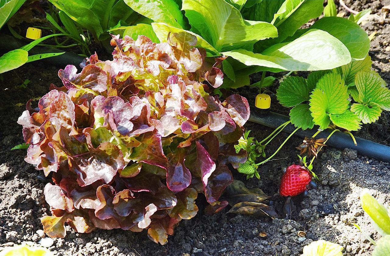 Zahobreña Zahora