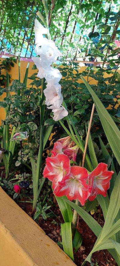 Casa Maestro Lelo – Acogedora Canaria Con Patios Y Jardines De Flores Сasa de vacaciones