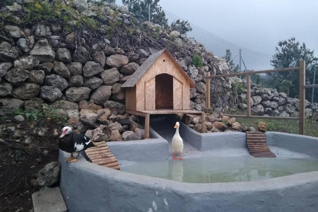 Chalet La Tagora En Icod De Vinos *