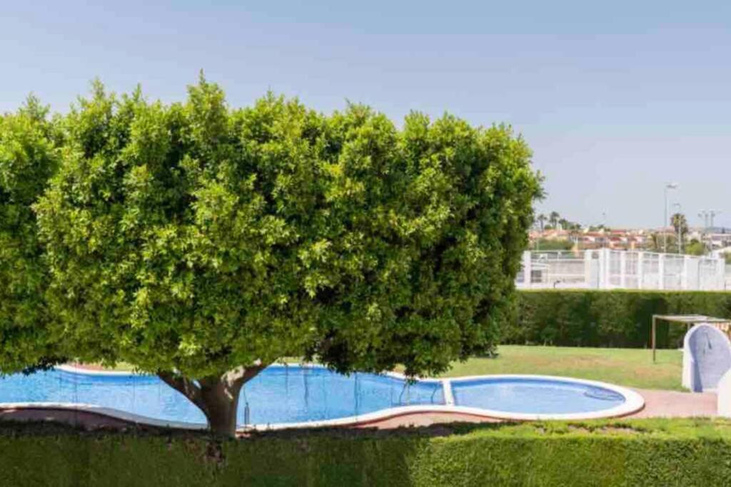 Apartamento Acogedor Apartamento Con Piscina Cerca A La Playa Torrevieja