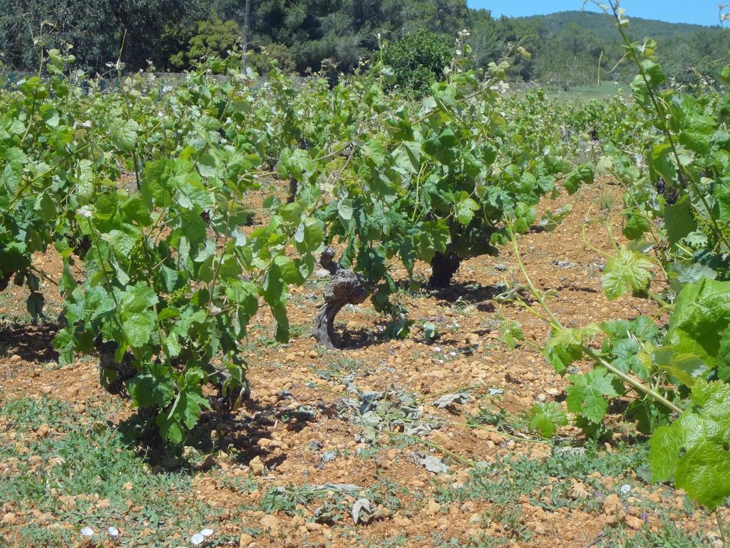 Sa Vinya D'en Palerm Agroturismo *