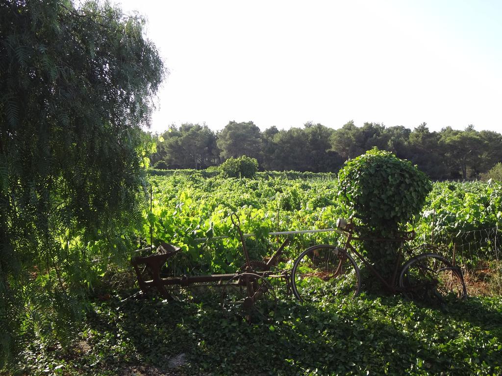Agroturismo Sa Vinya D'en Palerm Sant Miquel de Balansat