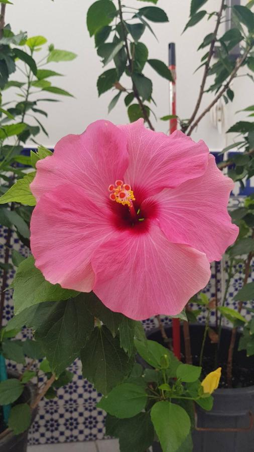Callejuela Flores *