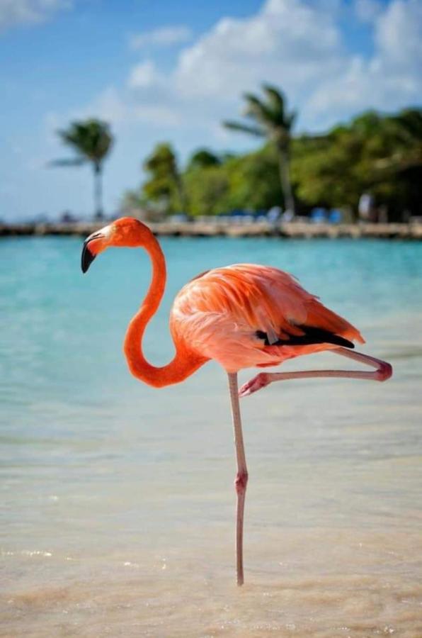 Julia's Paradise *