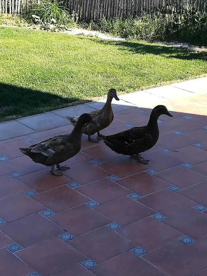 Agroturismo Casa Halcon Almonte
