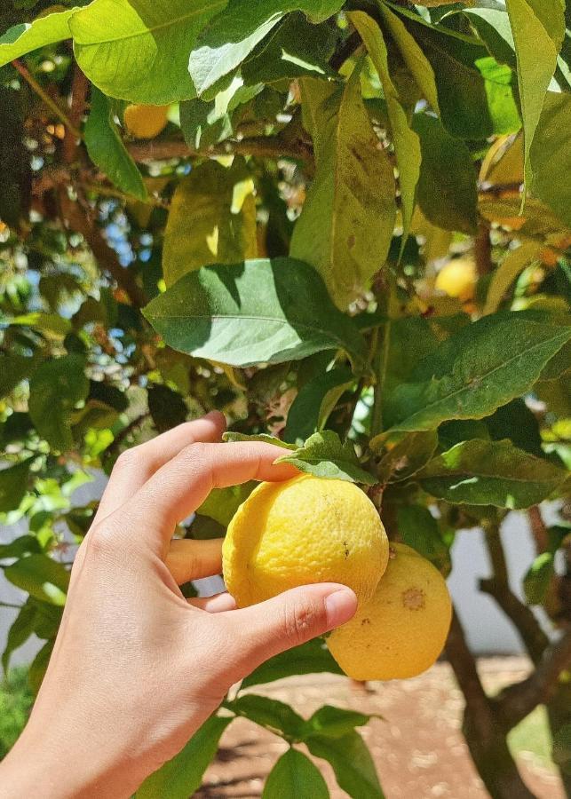 Eco Finca Sa Becadeta Llucmajor (Mallorca)
