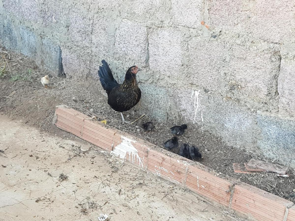 Finca Rural Torres Casas 1 Y 4 *