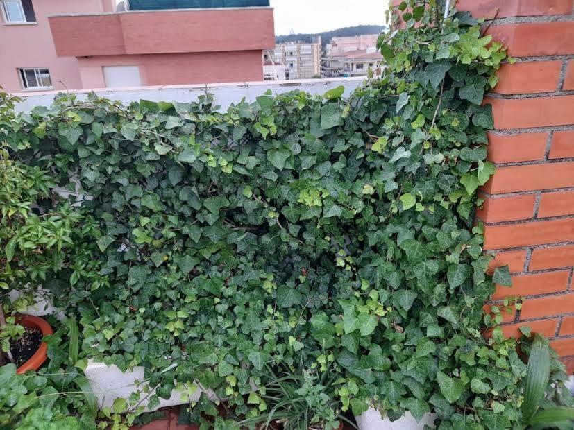 Apartamento Atico Isaac Albeniz La Pineda